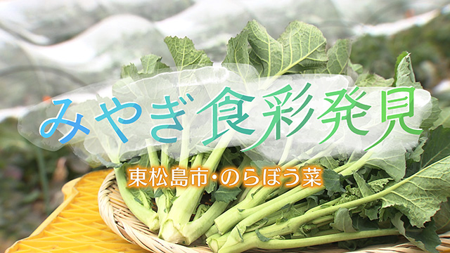 みやぎ食彩発見 ～江戸時代から伝わる関東の伝統野菜「のらぼう菜」とは？