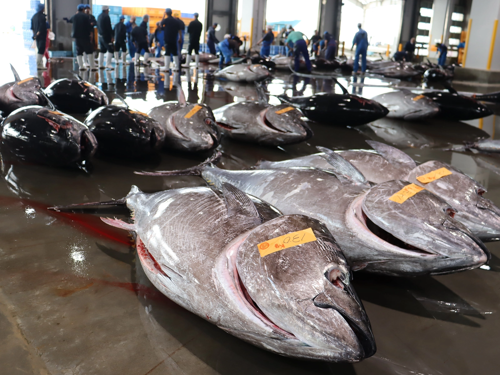 魚市場・競り（写真差し替え予定）