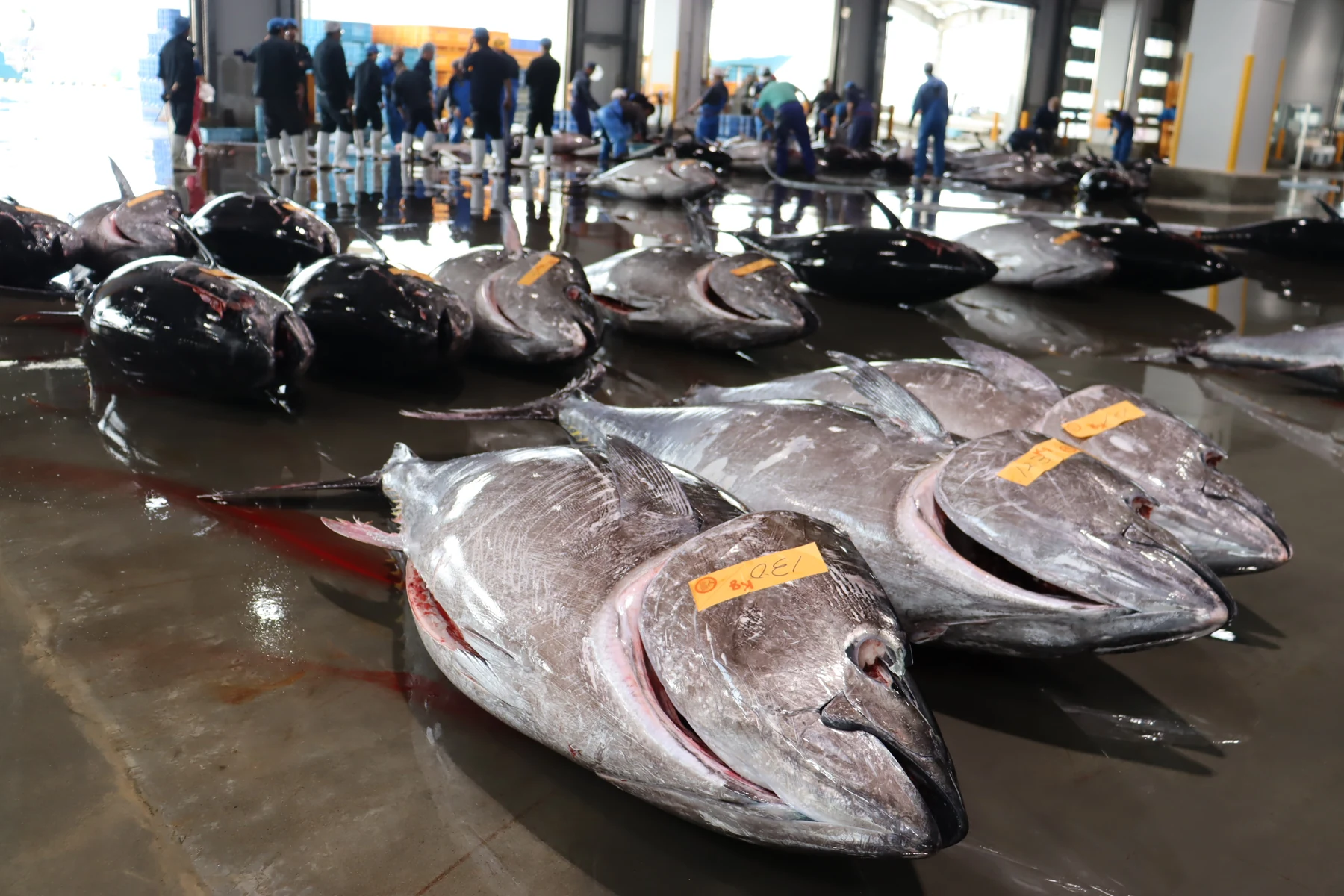 塩釜魚市場に水揚げされたマグロ