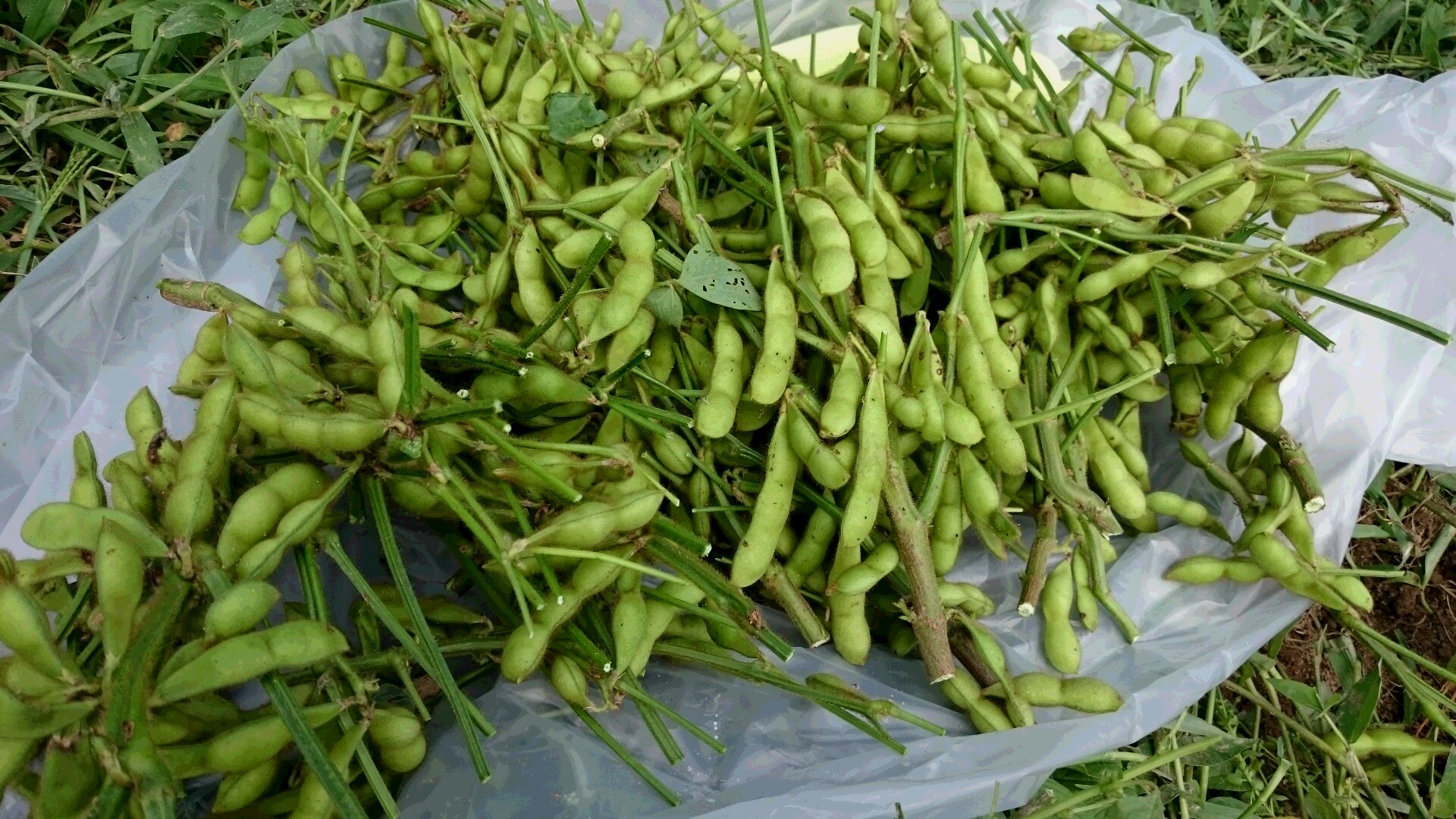 15枝豆収穫