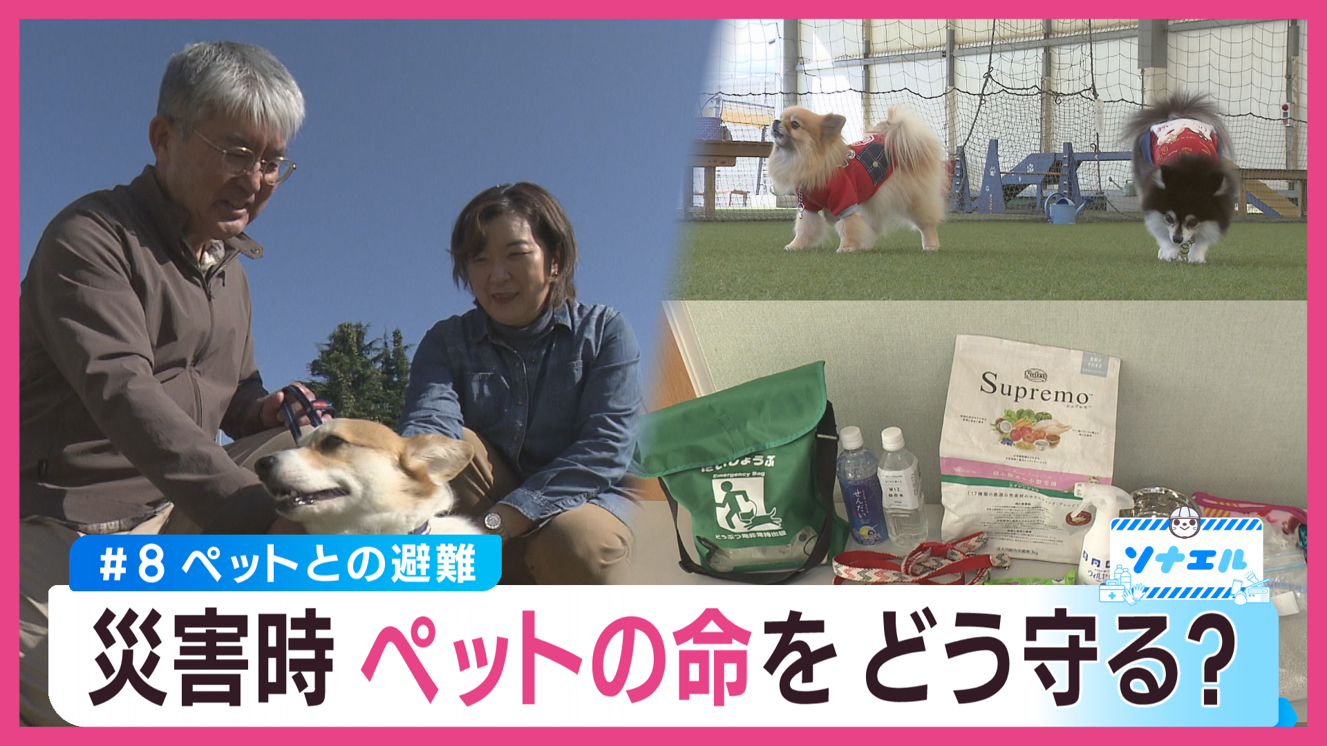 ペットの命を守るために今すぐ備えるべきことは？