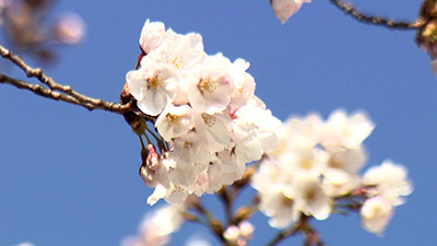 仙台三桜高校 ソフトボール部