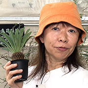 センズ姉さん