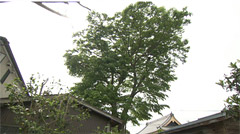 仙台市保存樹木 木町のけやき