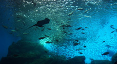 仙台うみの杜水族館