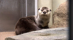 仙台うみの杜水族館