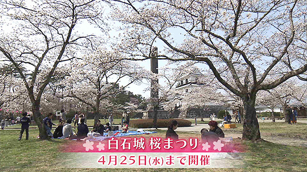 白石城　桜まつり