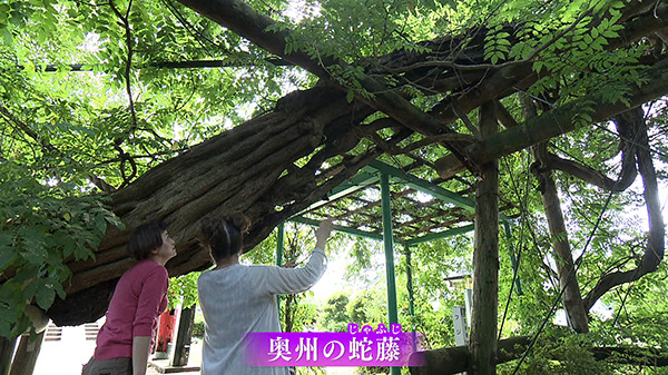 白鳥神社