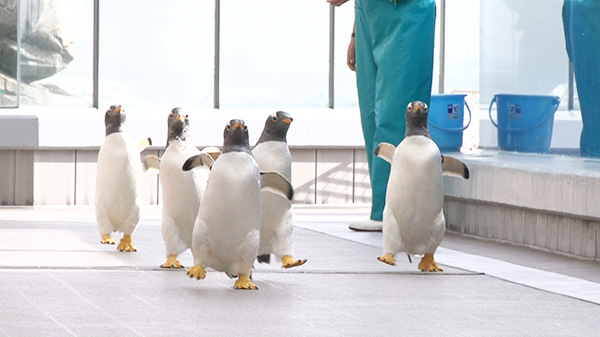 仙台うみの杜水族館