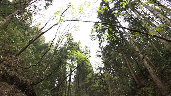 宮城県 県民の森