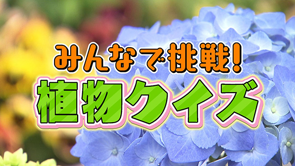 季節の草花を楽しもう！みんなで挑戦！植物クイズ