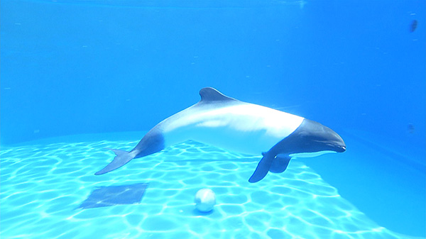 仙台うみの杜水族館