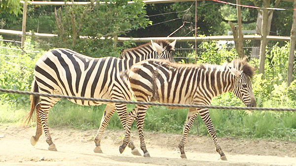 八木山動物公園フジサキの杜