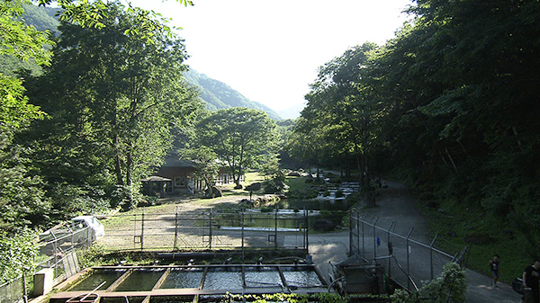 新東北笹谷渓流釣り