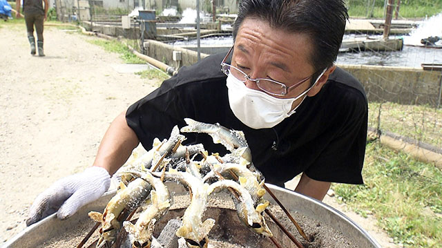 はやせ鮎 宮城鮎工房