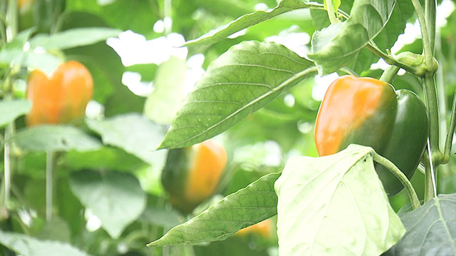 生産量日本一！宮城県産パプリカ