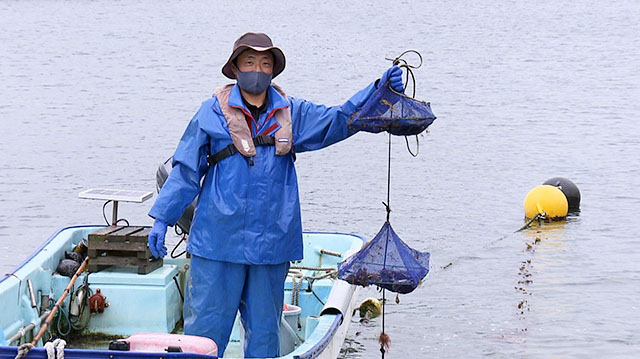 南三陸町のあまころ牡蠣