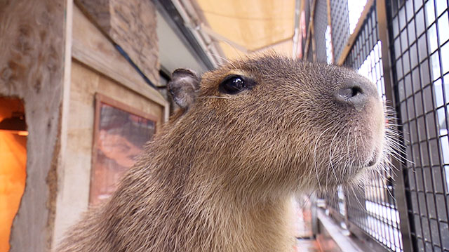 仙台ECO動物海洋専門学校