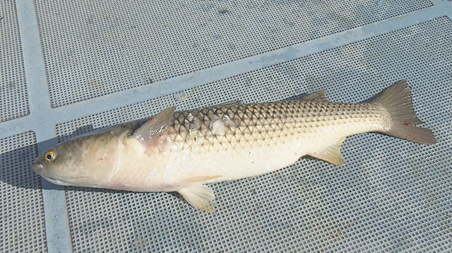 ご当地いいね　～早春の松島湾で大興奮！