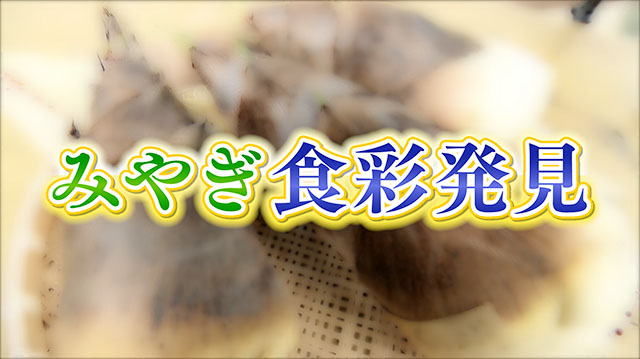 みやぎ食彩発見～丸森町耕野のタケノコ