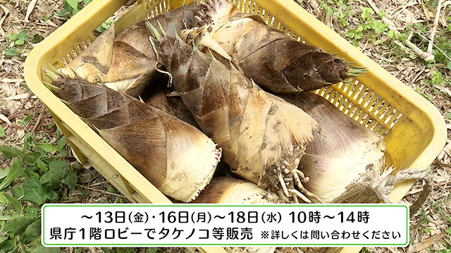 みやぎ食彩発見～丸森町耕野のタケノコ