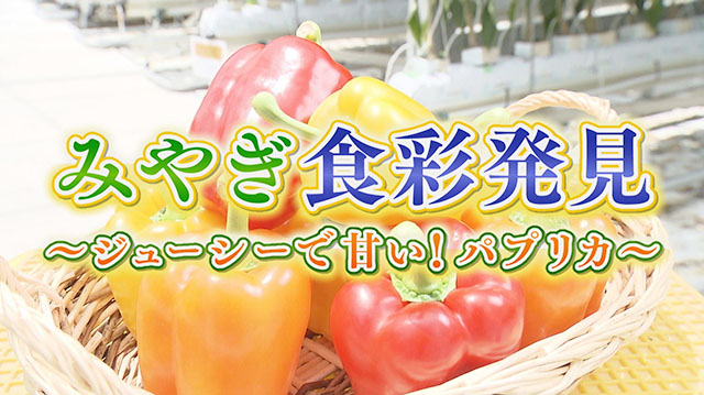 みやぎ食彩発見～県内生産１/４を占める石巻市のパプリカ