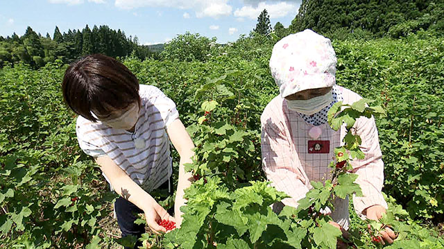 手しごと手帖　～手づくり「フサスグリジャム」