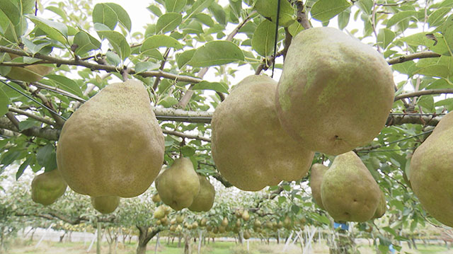 みやぎ食彩発見～蔵王町の洋ナシ