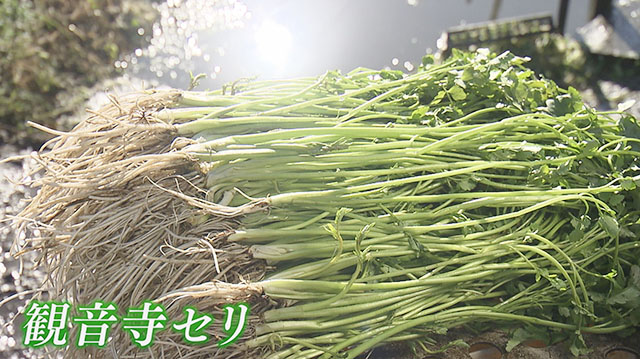 みやぎ食彩発見～登米市の観音寺セリ