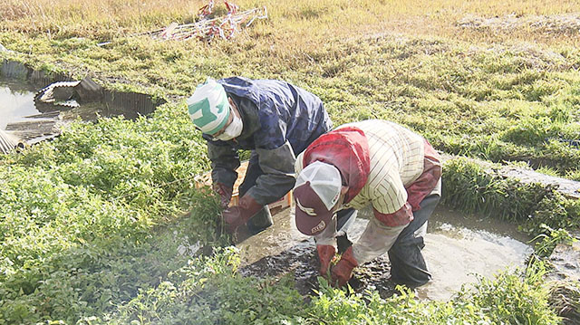 みやぎ食彩発見～登米市の観音寺セリ