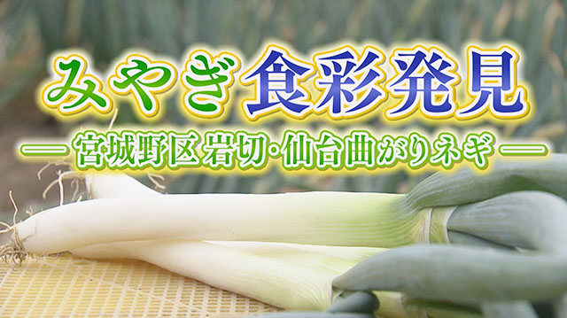 みやぎ食彩発見！～伝統野菜・仙台曲がりネギ