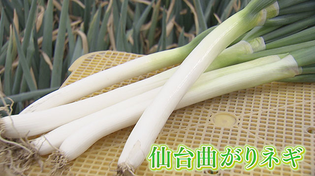 伝統野菜・仙台曲がりネギ