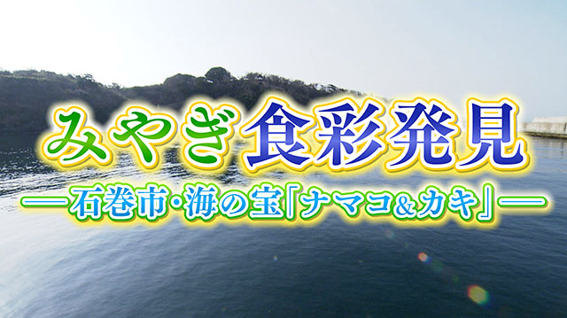 みやぎ食彩発見！　～石巻市狐崎浜の「ナマコ＆カキ」