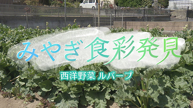 みやぎ食彩発見 ～七ヶ浜町ゆかりの西洋野菜「ルバーブ」