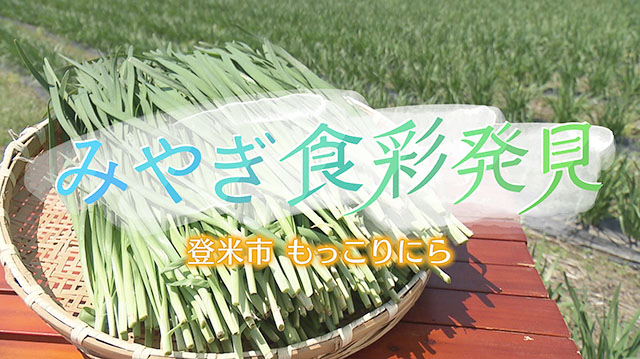 みやぎ食彩発見 ～登米名産〝もっこりニラ〟