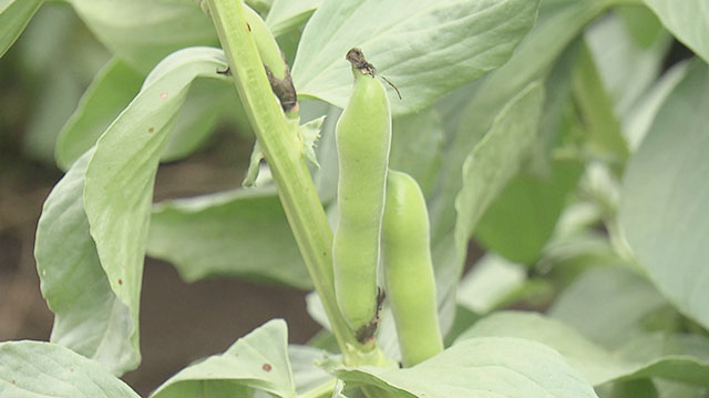 みやぎ食彩発見 ～村田町の「そら豆」〟