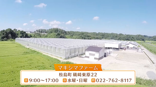 みやぎ食彩発見 ～太陽の光をたっぷりと浴びて育った「松島とまと」