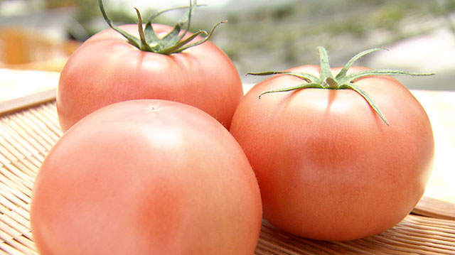 みやぎ食彩発見 ～太陽の光をたっぷりと浴びて育った「松島とまと」