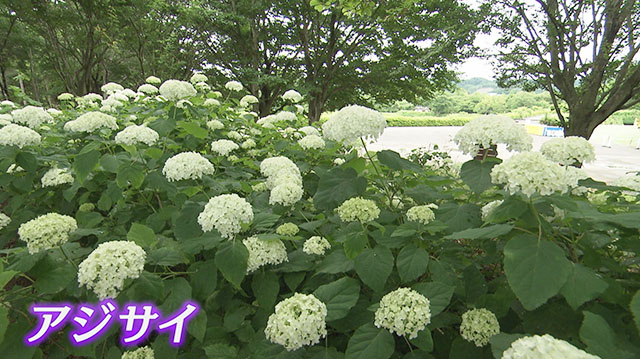 国営みちのく杜の湖畔公園