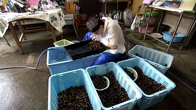 今株式会社 池田屋