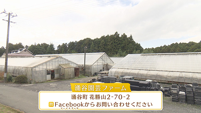 みやぎ食彩発見 ～涌谷町で生まれた新たな特産品”黄金レモン”を紹介。