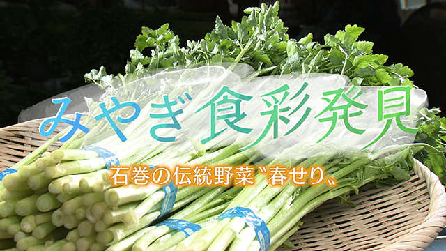 みやぎ食彩発見 ～約300年前の江戸時代から続く伝統野菜「河北せり」”