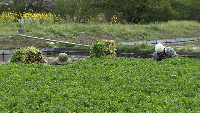 約300年前の江戸時代から続く伝統野菜「河北せり」”