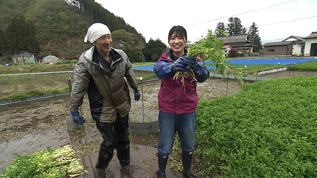 約300年前の江戸時代から続く伝統野菜「河北せり」”