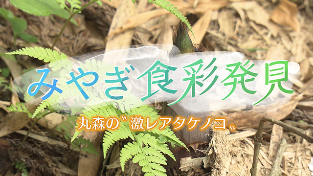 みやぎ食彩発見！～丸森町の激レアタケノコ