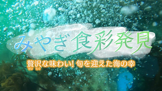 みやぎ食彩発見!~三陸の贅沢な味わい!