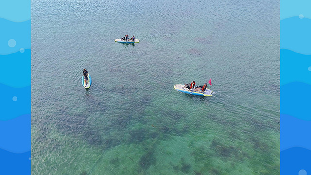 ぐりりの海かんさつ