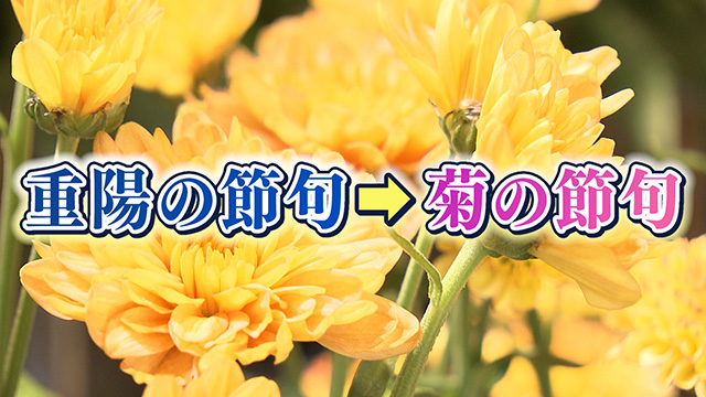 『菊の節句』の楽しみ方