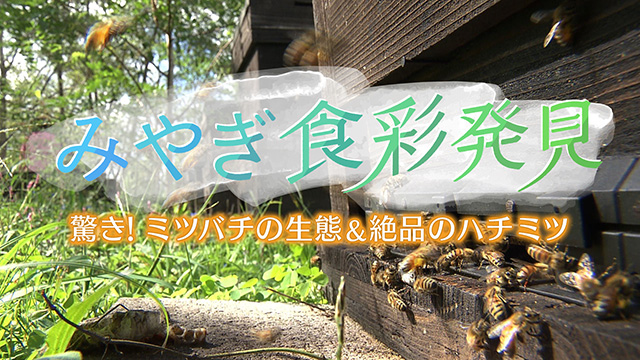 みやぎ食彩発見！～ミツバチの驚くべき生態