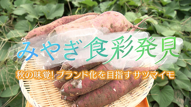 みやぎ食彩発見!~石巻のサツマイモ